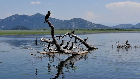 Cormorants perched on driftwood in the middle of Skadar Lake