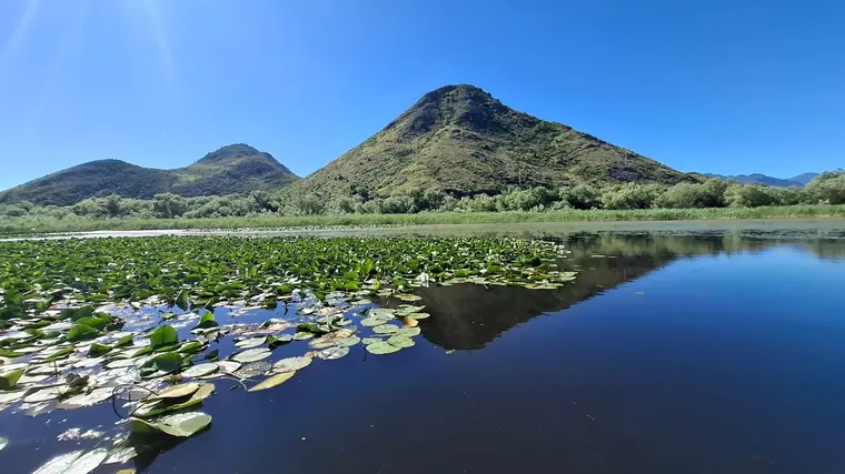 Water lily pads spreading across the lake