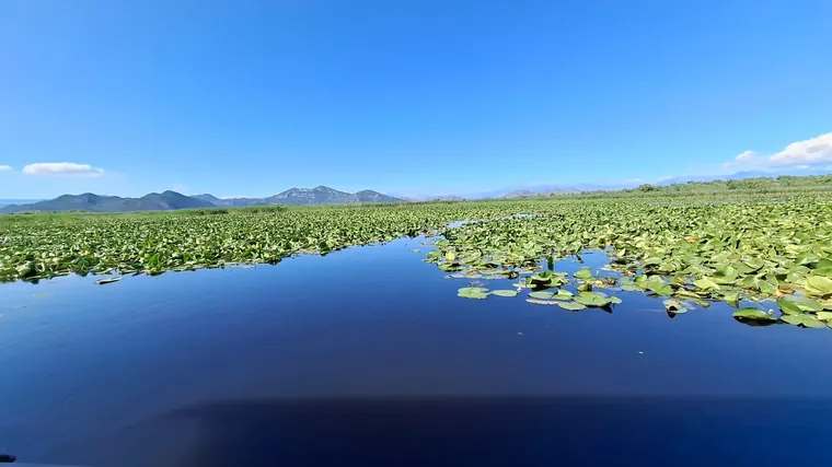 Green lily fields stretching to the mountains