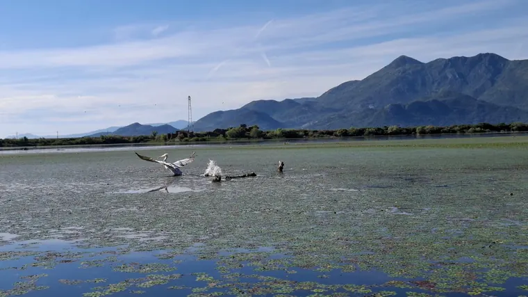 Birdlife on Skadar Lake