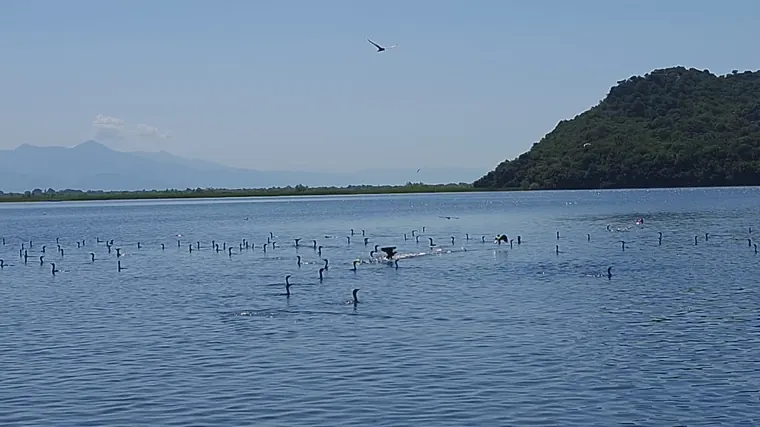 Herons in the shallows