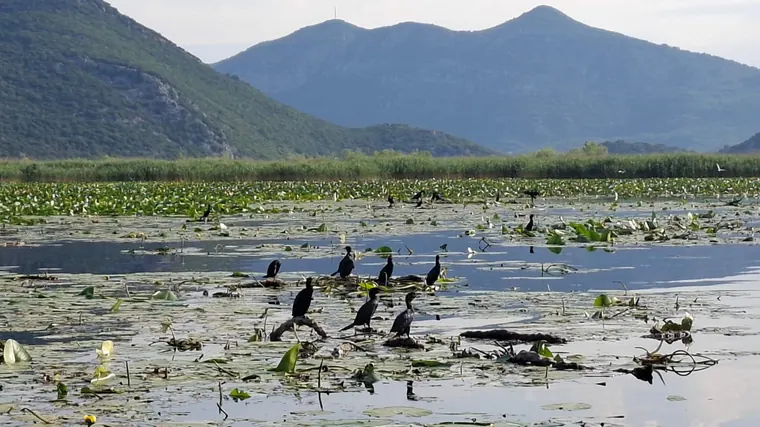 A flock on the calm water