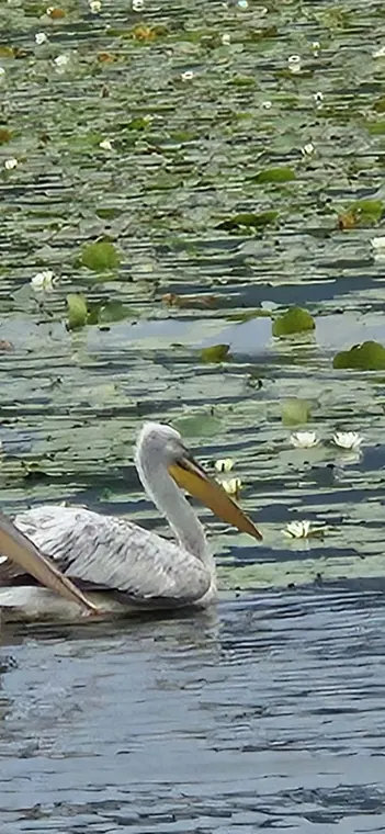Waterbirds among the reeds