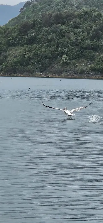 Birdlife on Skadar Lake