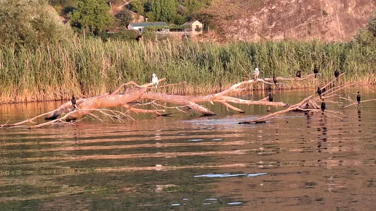 Pelicans on the open water