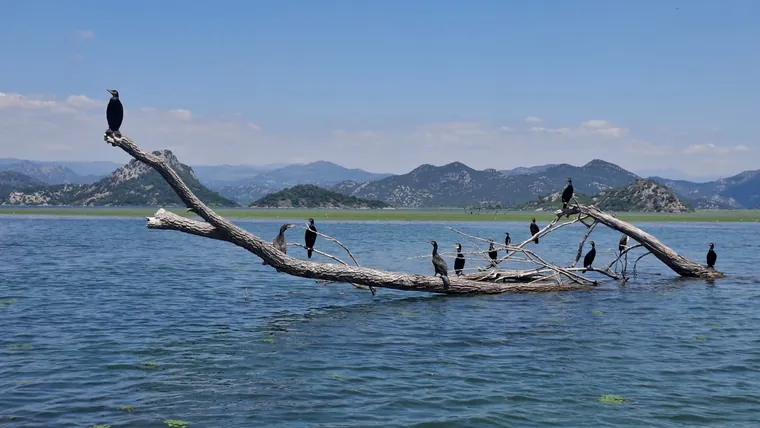 Waterbirds over the lily fields