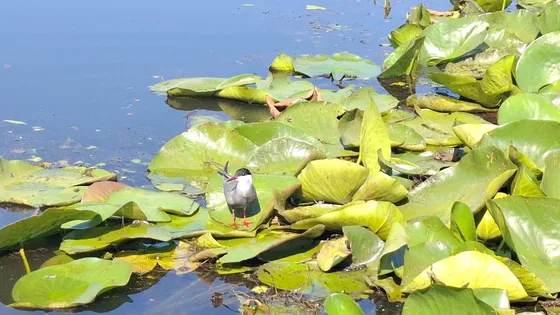 A tern resting on the water lily pads on Skadar Lake