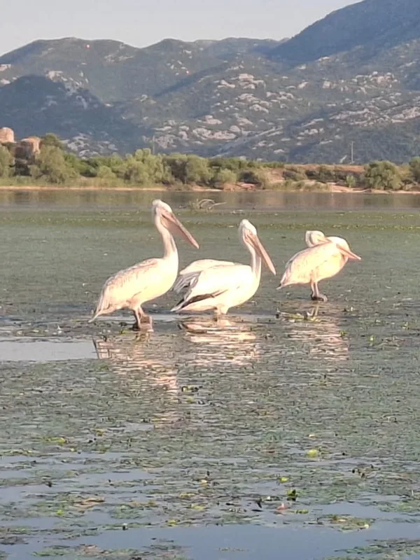 Three Dalmatian pelicans standing in the shallows of Skadar Lake